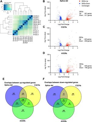 GATA3 Truncation Mutants Alter EMT Related Gene Expression via Partial Motif Recognition in Luminal Breast Cancer Cells